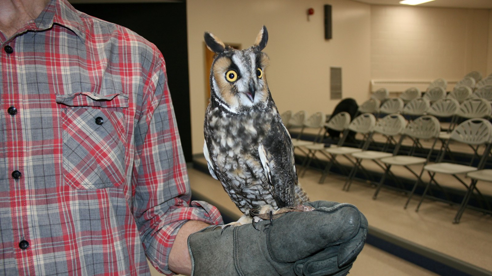 WSD - HJM - Owl